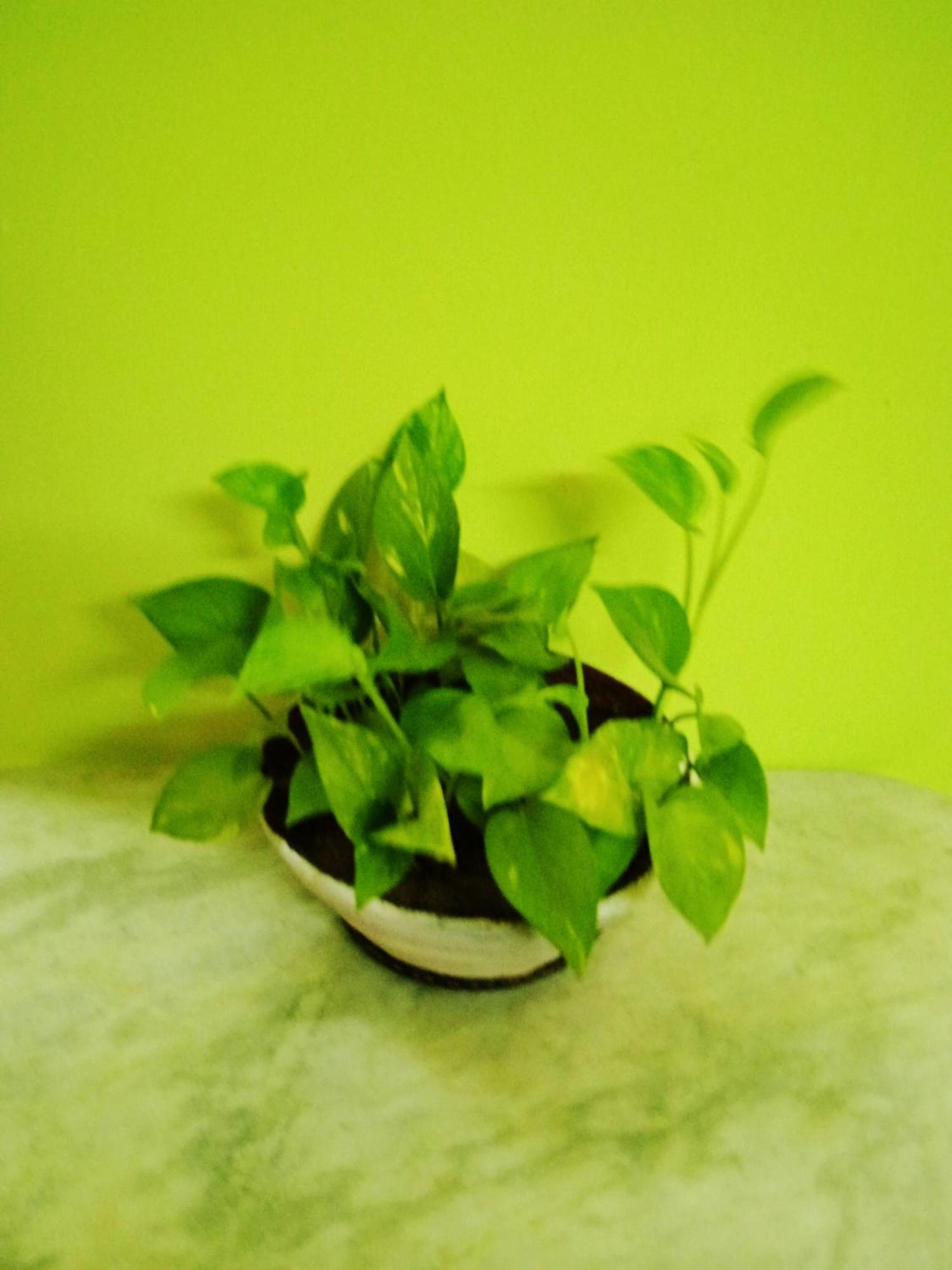 בולפור Bhoboghure Homestay Santiniketan מראה חיצוני תמונה